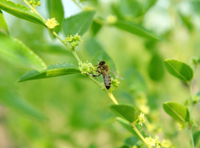 图话丨万亩枣花香,蜂农采蜜忙_放蜂_整理_蜜蜂