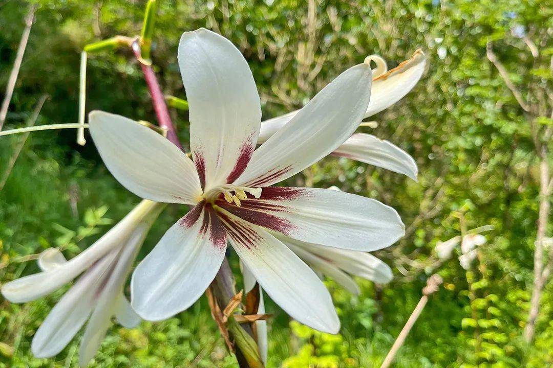 保山| 昌宁漭水沿江村:心叶百合花正香_鳞茎_菠萝_蜂蜜
