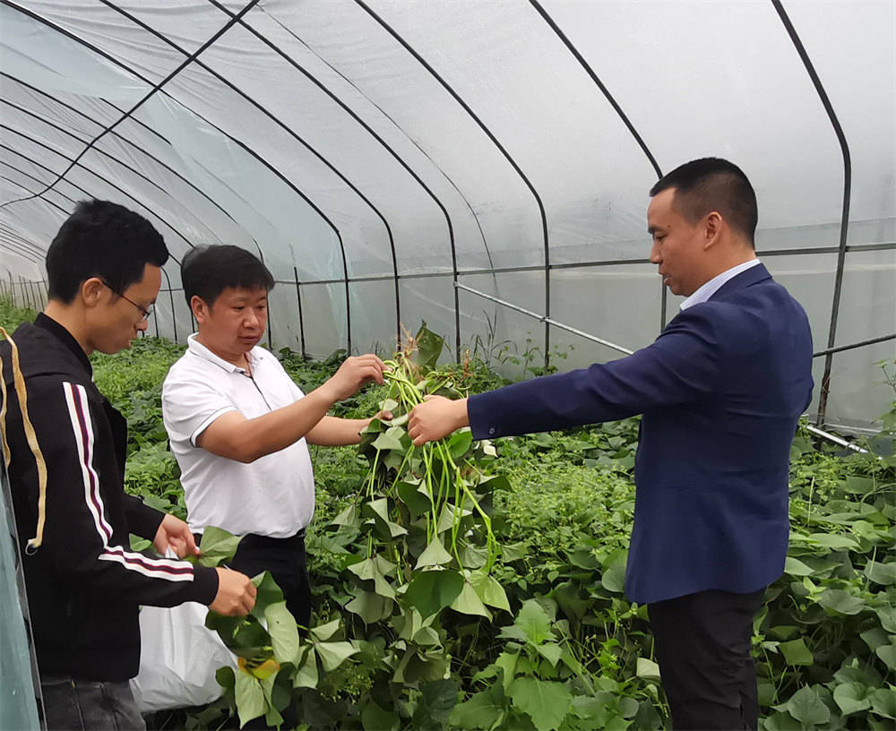 下设综合和教育,医疗,科技"1 3"工作组,形成县委书记总体抓,组织部长