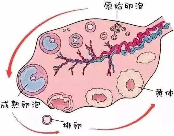 性激素六项