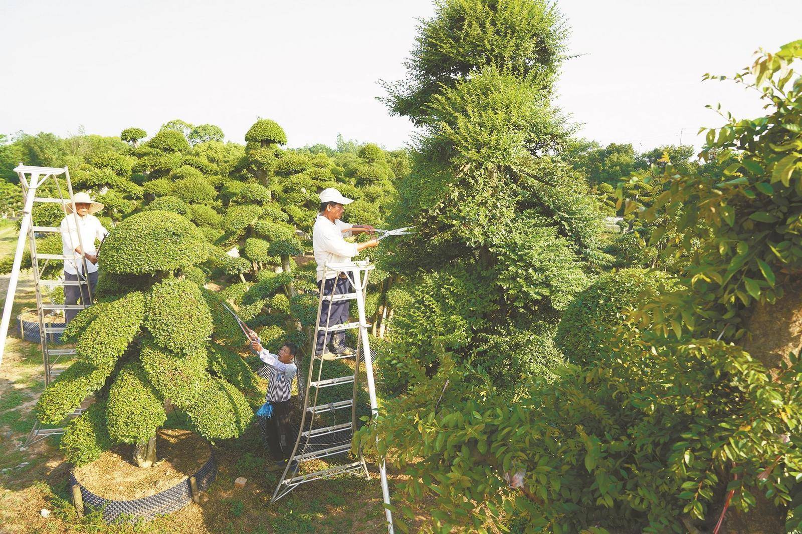 6月10日,枞阳县麒麟镇阳和村绿洲苗木合作社苗农正在为苗木修枝塑形.
