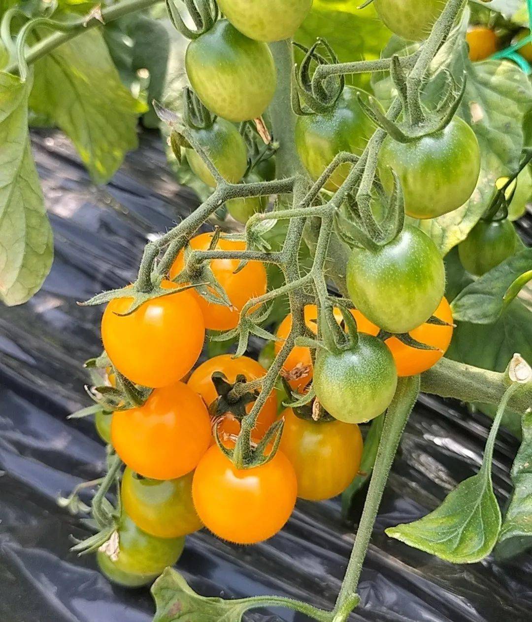 超好吃的黄妃小番茄来了,别错过啦~_青田_果实_地点