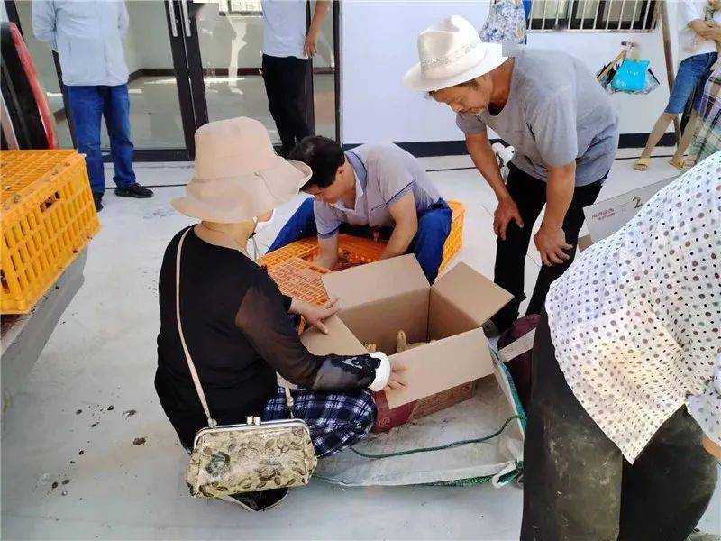 巢湖市柘皋镇:产业帮扶送鸡苗,乡村振兴添动力_养殖_双泉村_销售