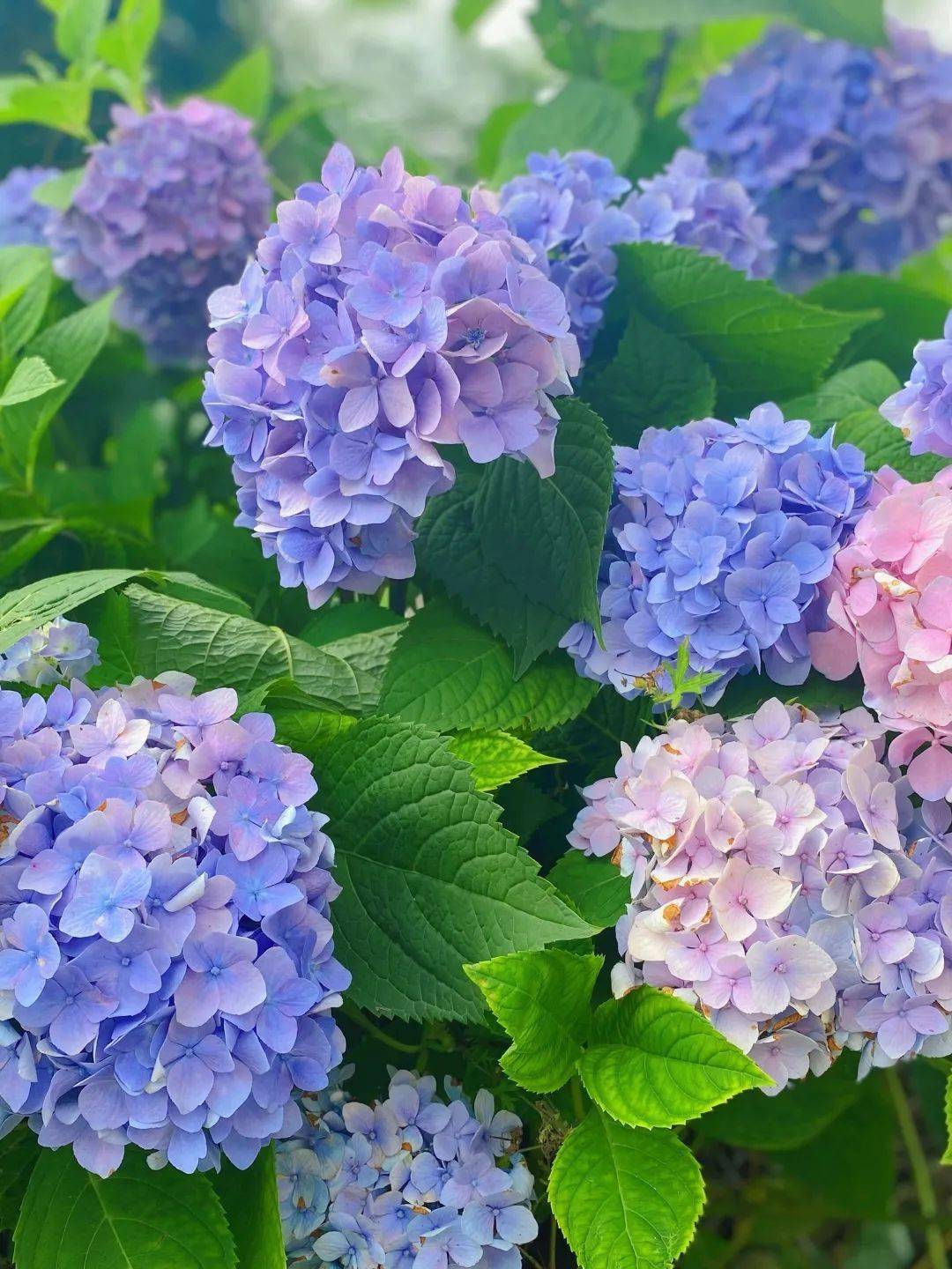 云游长沙·夏之恋⑤去吧,奔向糖果色的无尽夏日里_夏天_小灵通_森林