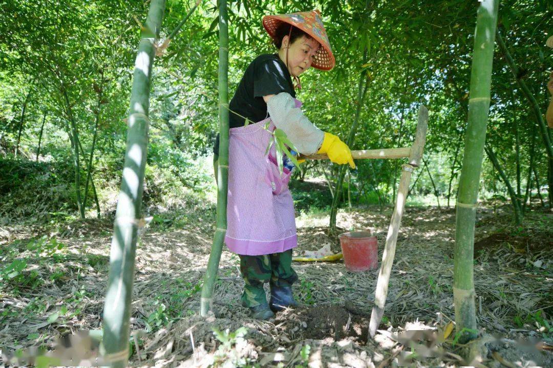 带动20多个村培育4000多亩马蹄笋这两年来,随着技术