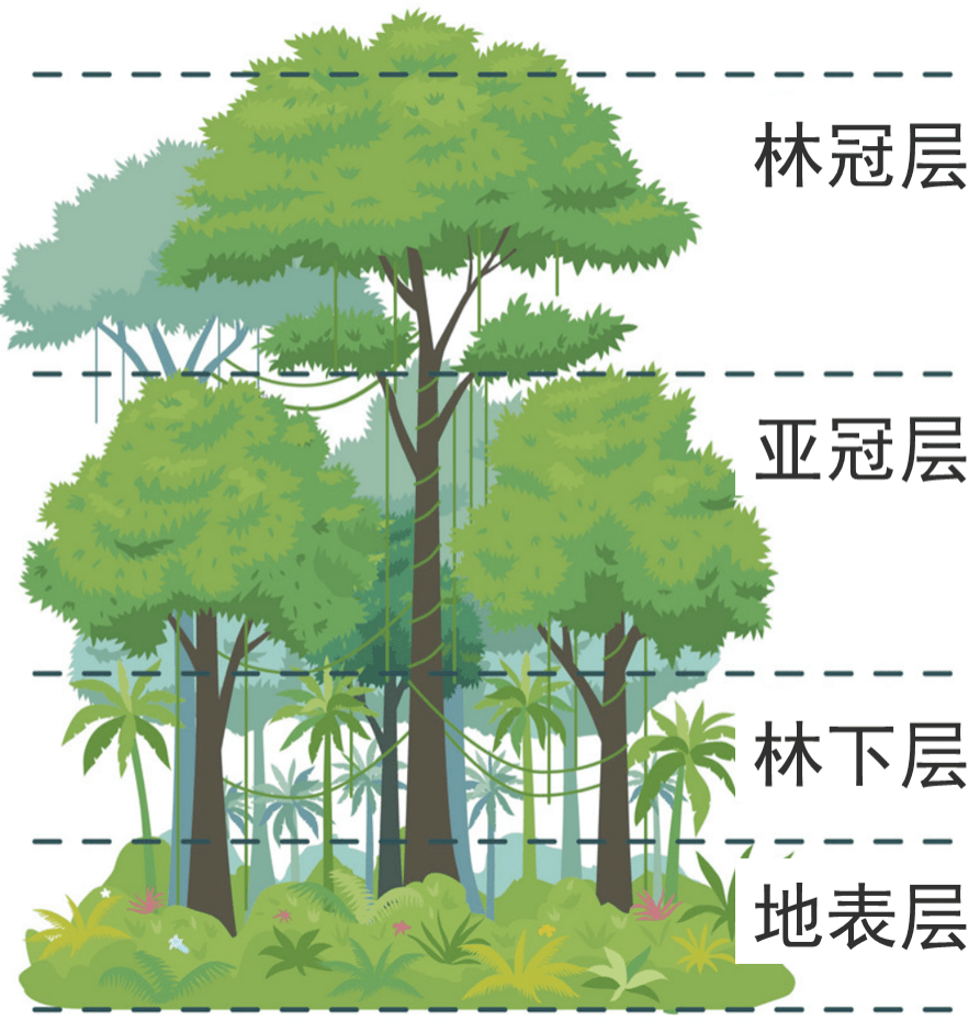 树木形成层的清晰图片图片