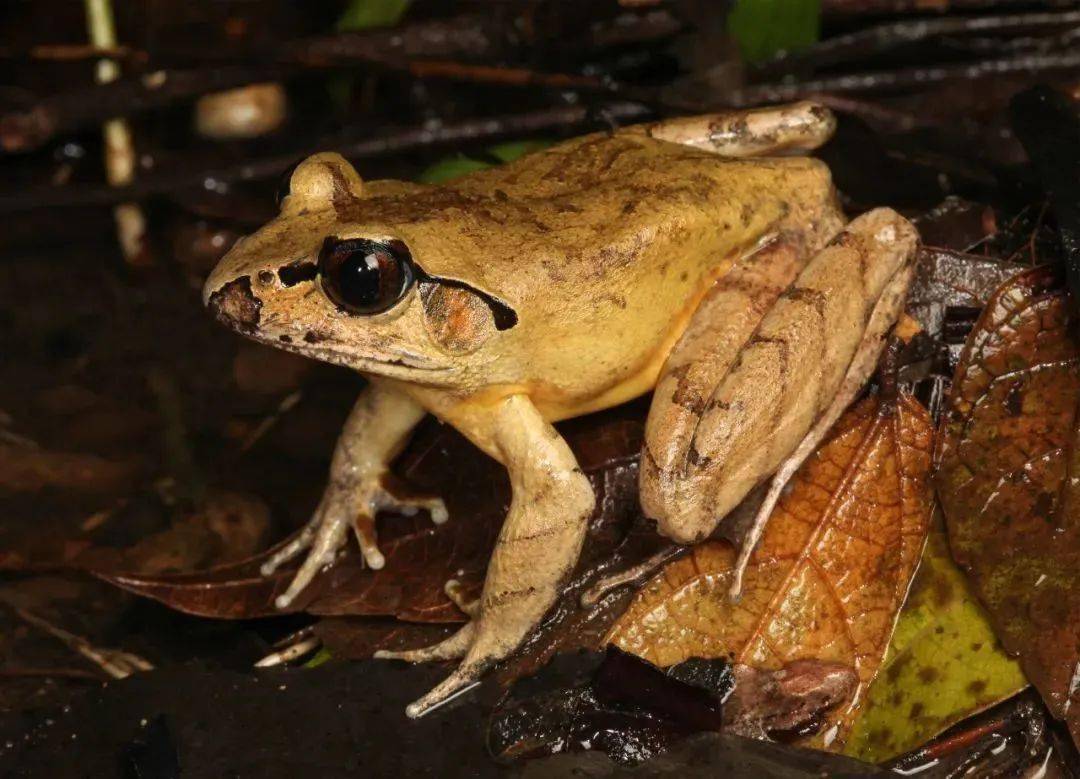 新物种:澳大利亚龟蟾_分析_遗传学_分子