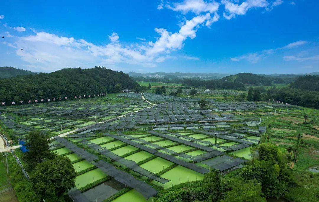 【上饶天下show之万年县】万年这个乡是苏东坡后裔居住地,如今是特色