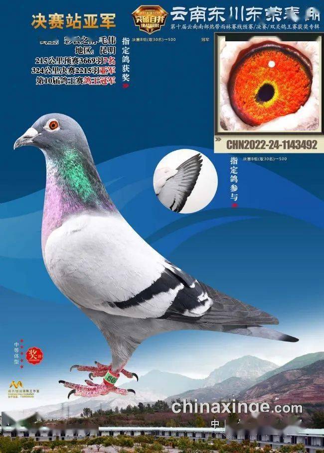 楚雄太阳鸟春棚:上笼一羽68夺得冠军在19分钟之内