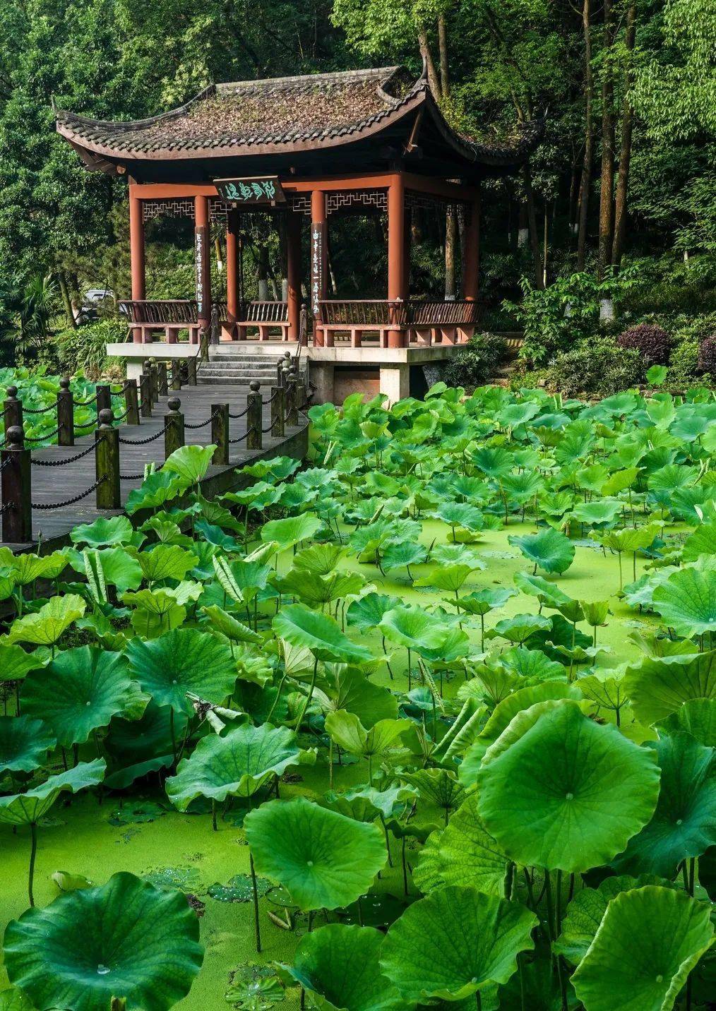 快来解锁夏日最强流量密码_荷塘_广场_旅游区