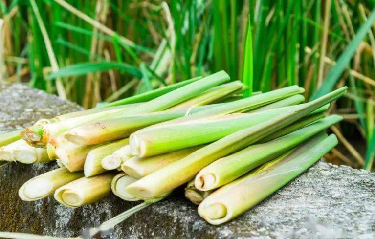 村的上海秋华农业专业合作社种植基地,嫩绿的茭白叶一丛丛挺立在水中