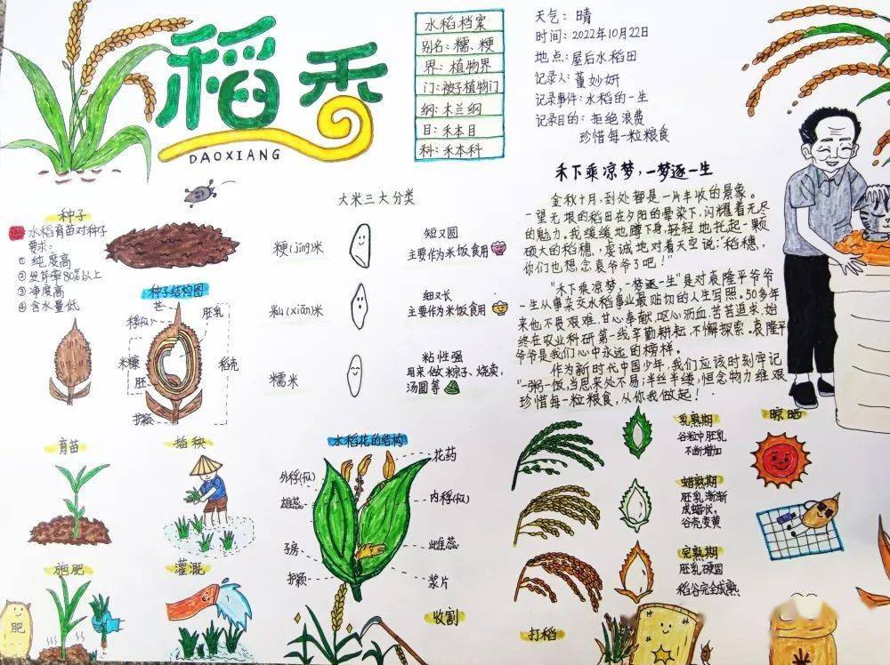 雪松学校:泗阳县第二实验小学作者:邵诗琪作品名称:《枇杷》指导老师