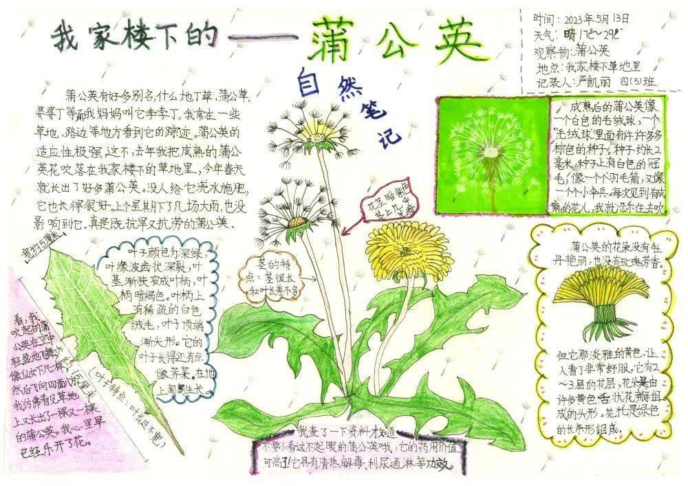 含羞草的自然笔记图片