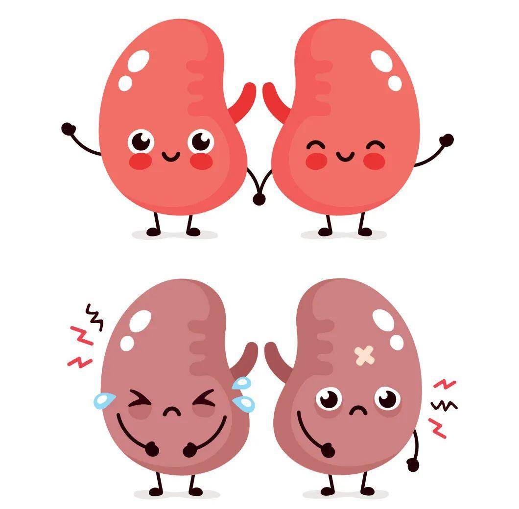 容易伤肾的九大行为_肾脏_废物_尿液