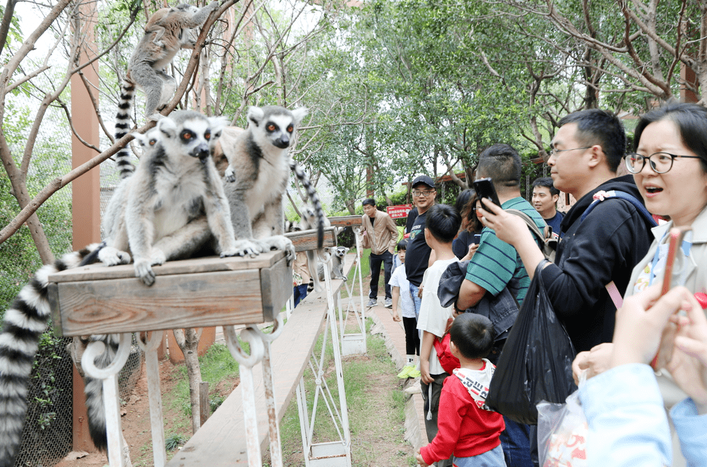 套票348元起陪家人嗨玩乐和乐都_动物_乐园_父母