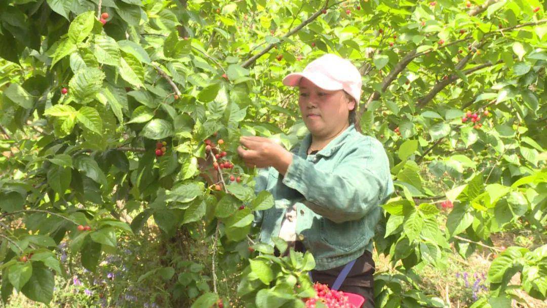 龙街镇:调结构 兴产业 富百姓_龙河村_樱桃_种植业