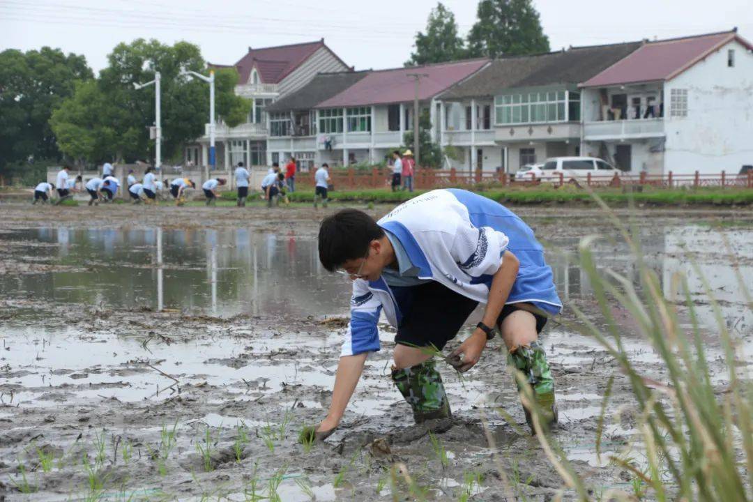在稻德合作社,一场别开生面的学农活动正在如火如荼地进行着.