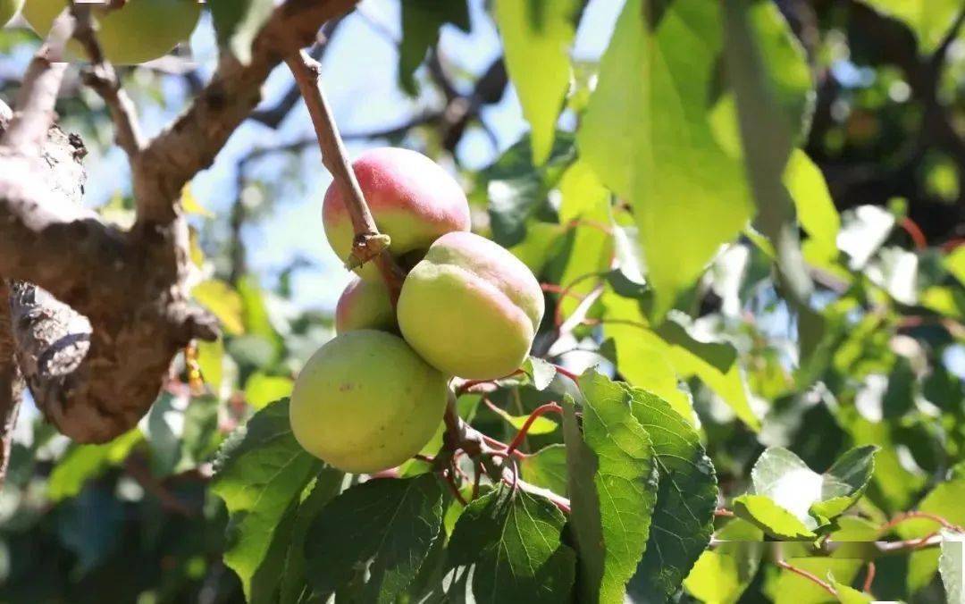 海淀独有!玉巴达杏采摘攻略,速戳→_苏家坨镇_果子_果园