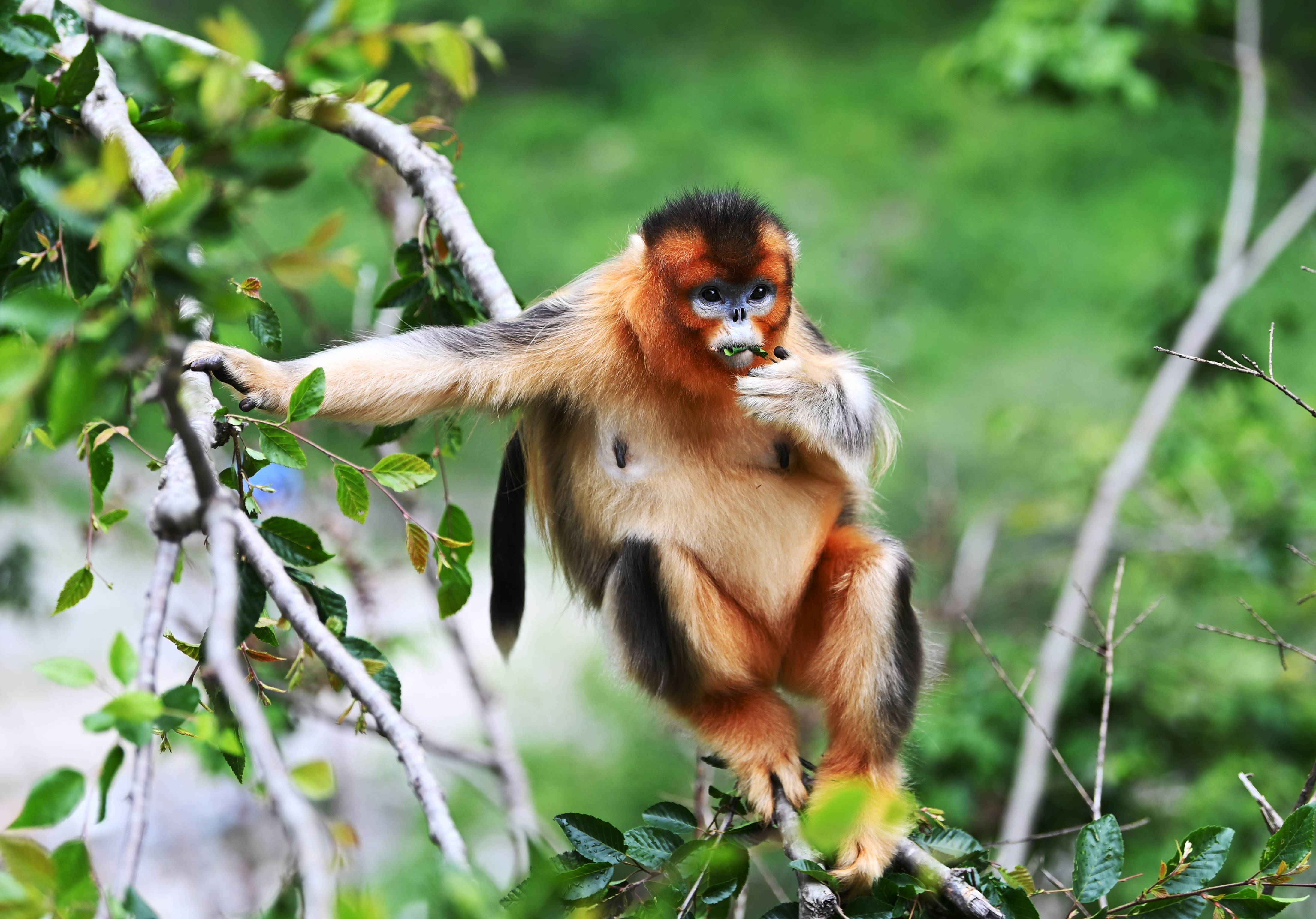 四川九寨沟野生川金丝猴萌态十足