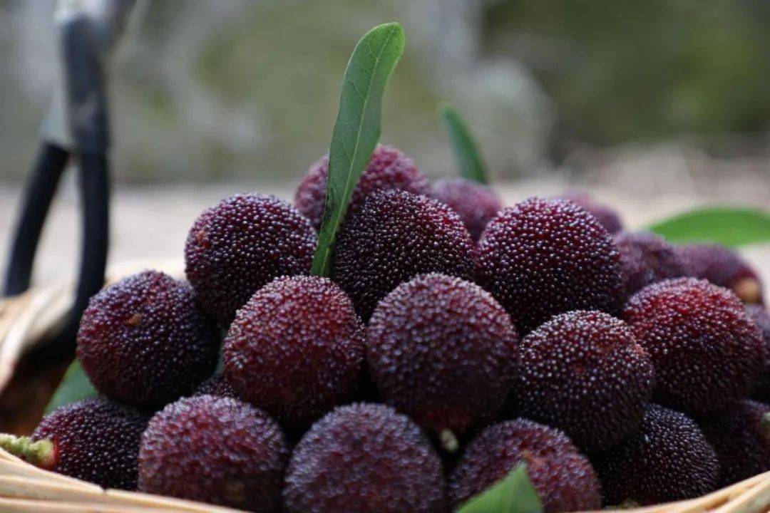 爆汁兰溪杨梅申请出战!_小布_品种_路段