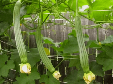 越夏瓜类种植，做好这几点至关重要！_光照_植株_时间