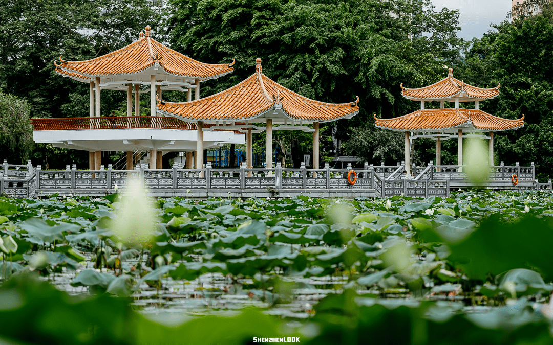 夏天的亭01图片