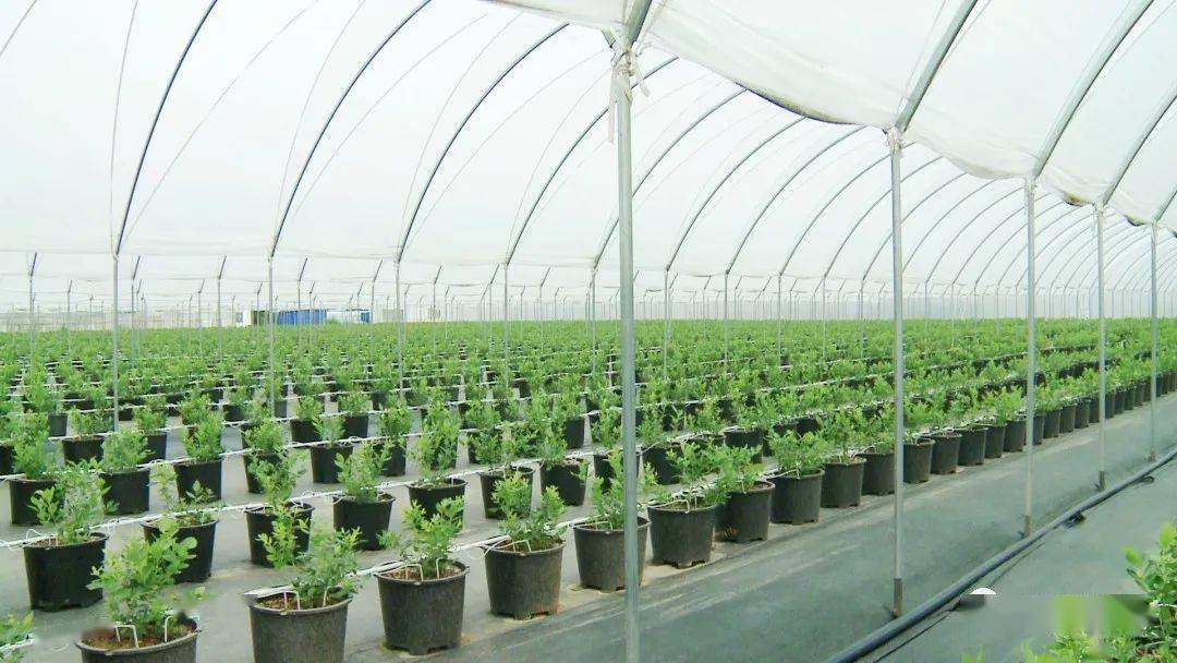蓝莓进行种植同时采用水肥一体化无土栽培技术为乡村振兴注入活水源泉