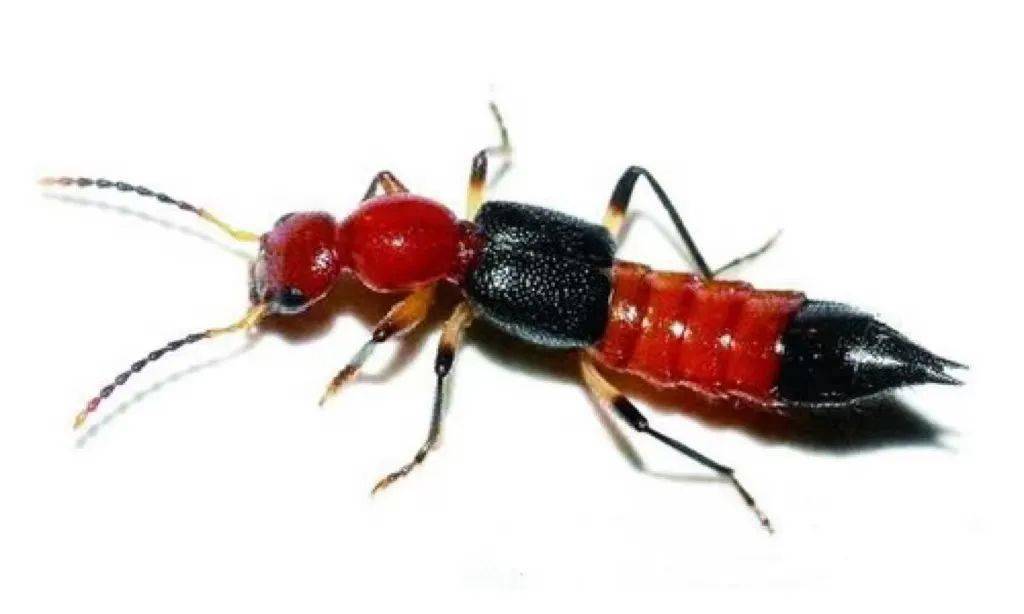 这种虫子千万别用手拍!