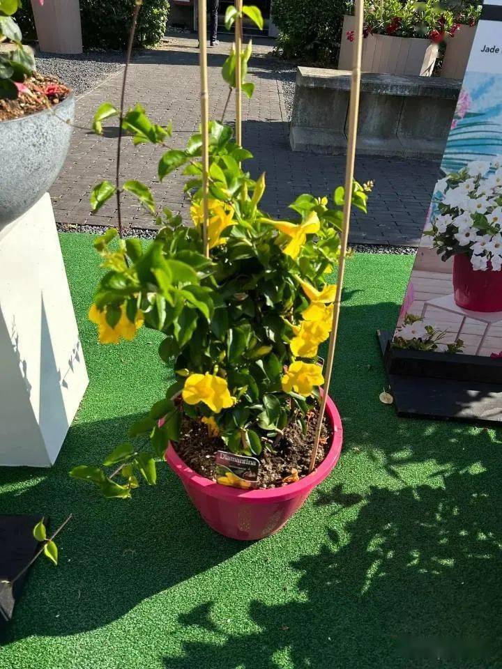 飘香藤泛美植物的多品种组合泛美植物的无性香彩雀和五色梅florensis