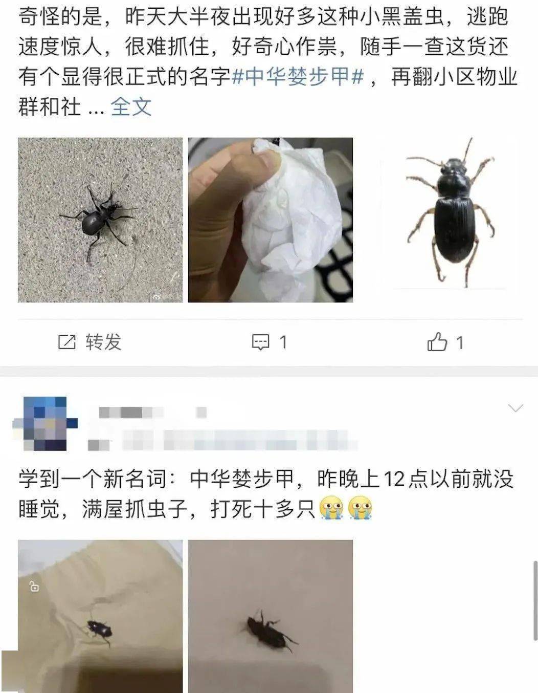 如何应对?_昆虫_中华_网友