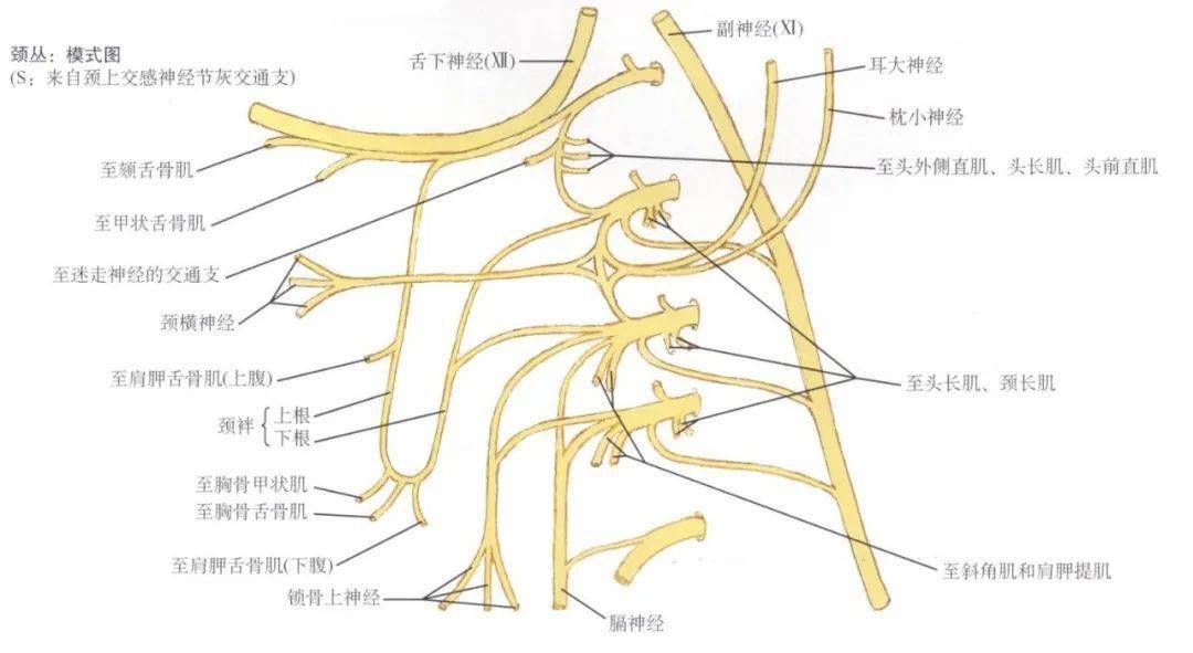 脊神经分支及其支配区