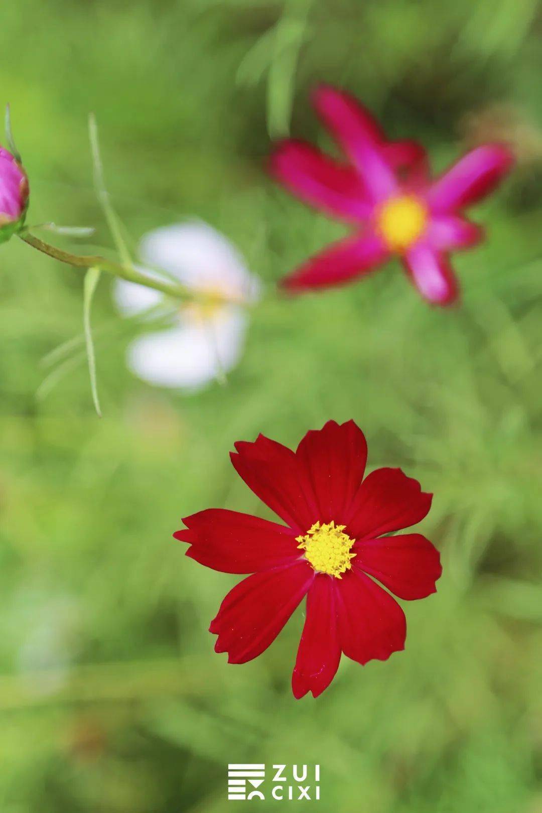 组成烂漫仙境白色,粉色,深红色……波斯菊一朵又一朵在阳光下摇曳如果