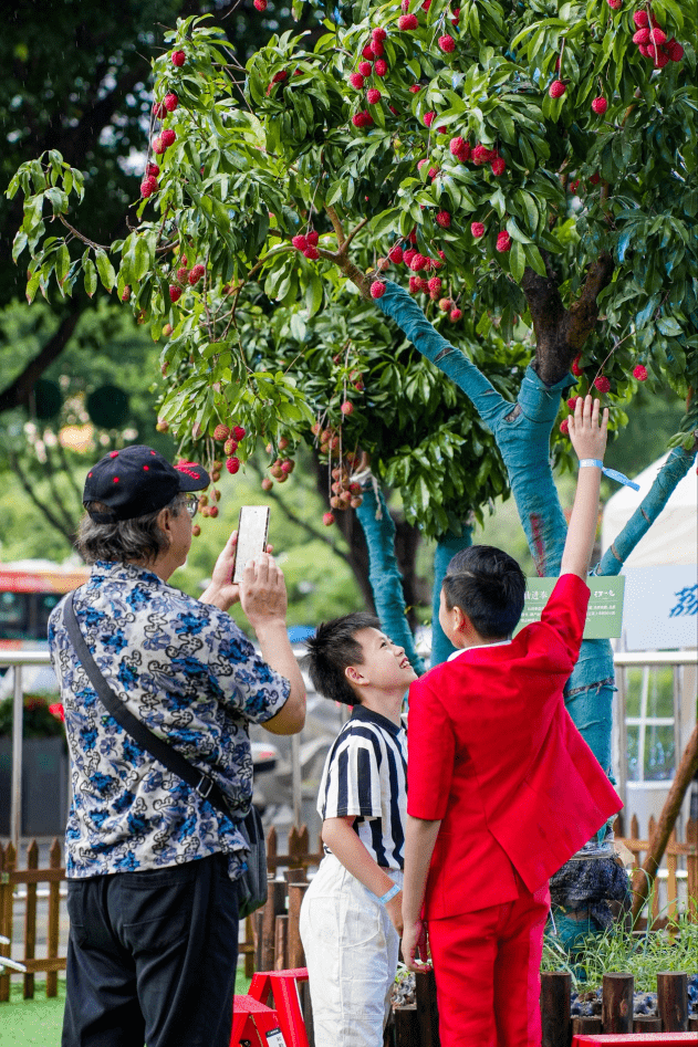 十万颗增城荔枝惠送广州市民_派对_文化_品牌