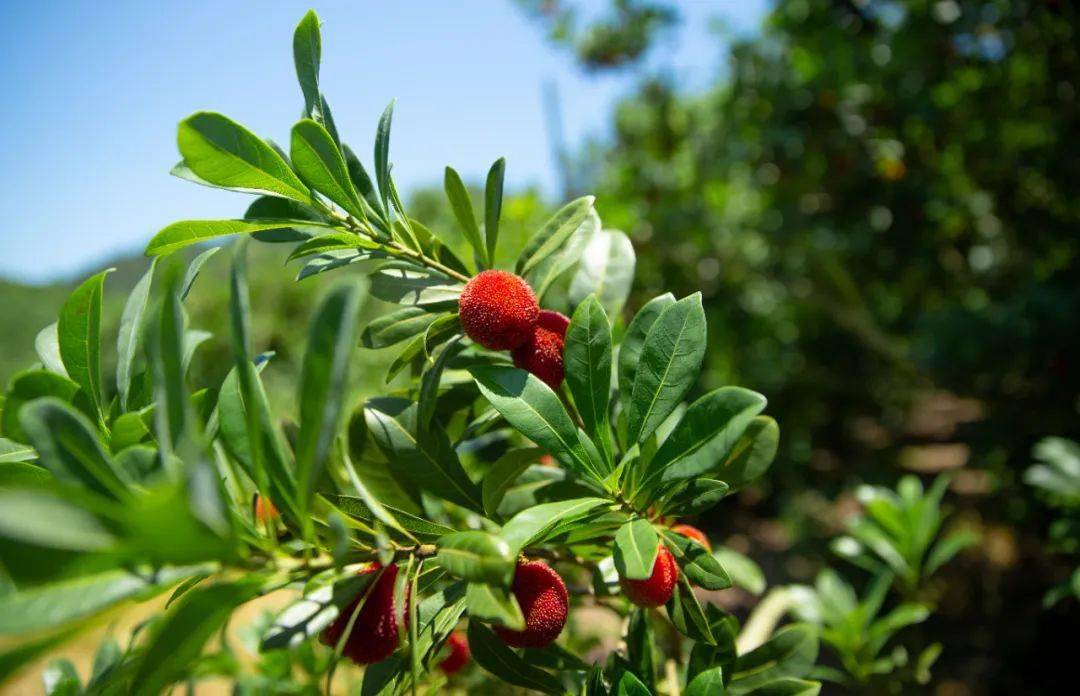 杨梅大年!必须炫一口"贡品级"的仙居东魁!_级别_水果_自然