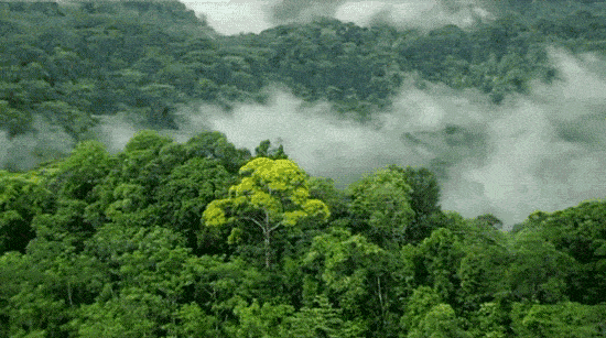 把自然讲给你听:森林这样如何调节气候_作用_区域_植被