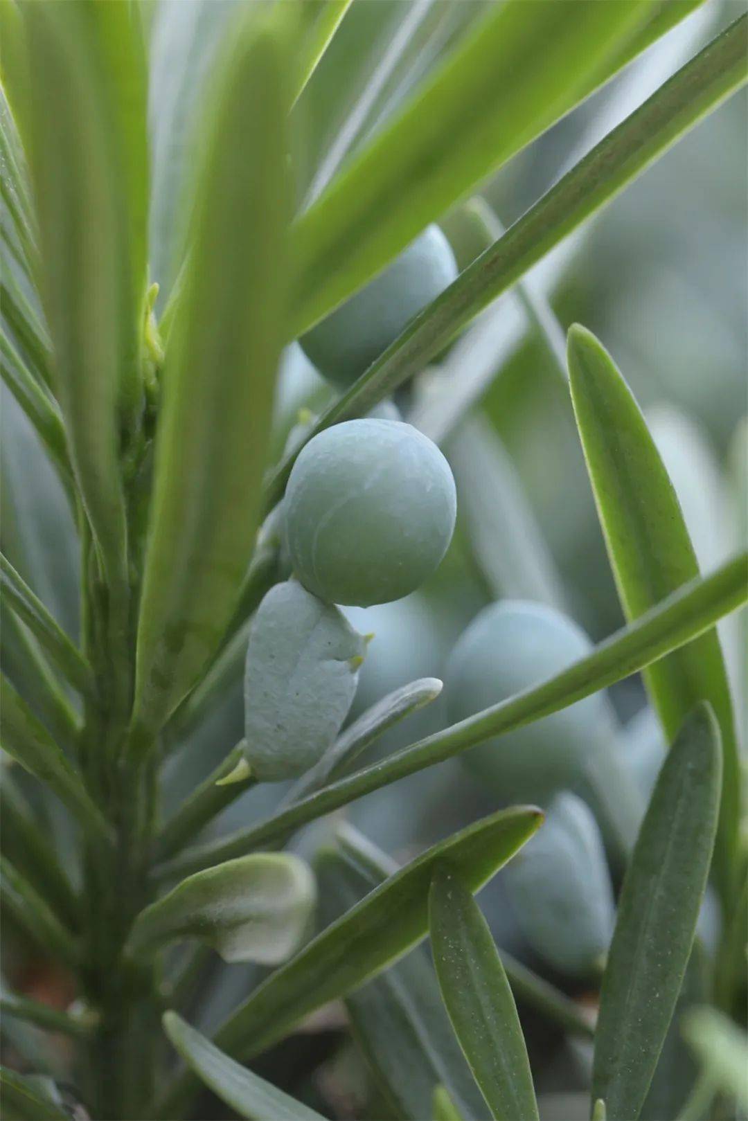 【龙庄草木】天上人间 罗汉应供——罗汉松上的小罗汉