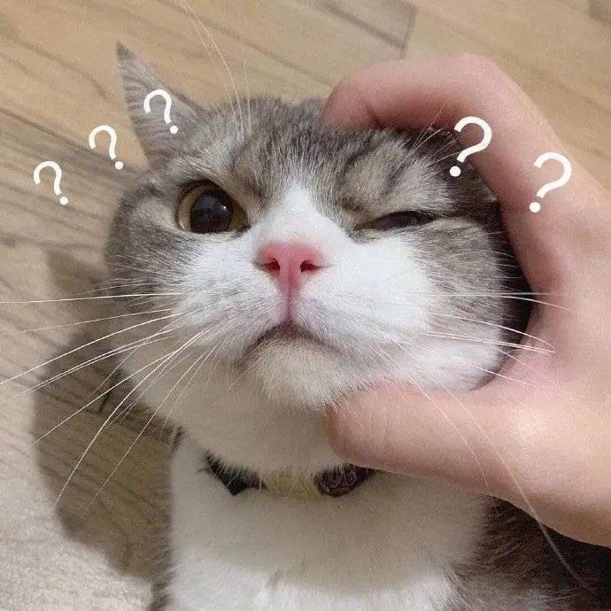 哦~更喜欢了丨第725期喵表情包_侵权_网络_图片