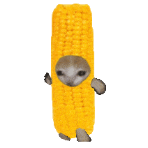 食物猫表情包 香蕉猫表情包沙雕动图_熊猫头_什么