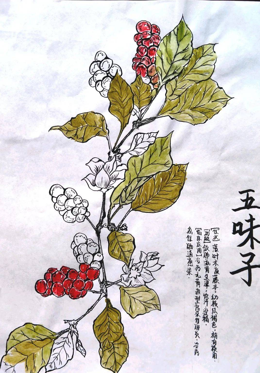 超美 当中草药遇上创意画