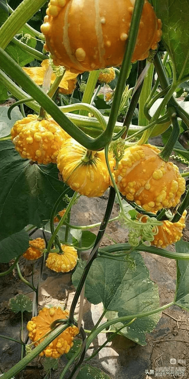 墨西哥七彩葫芦,颜色靓丽,五彩斑斓,形状各异,内皮也泛彩,具有极佳的