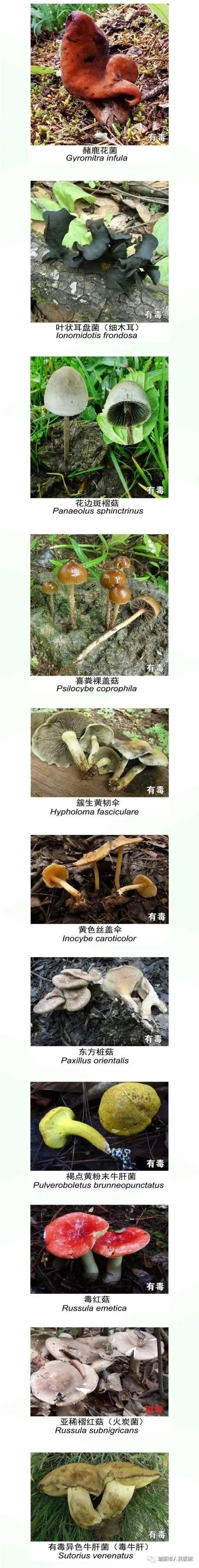 【危险】这些野生菌,有毒!千万不要食用_症状_小时_种类