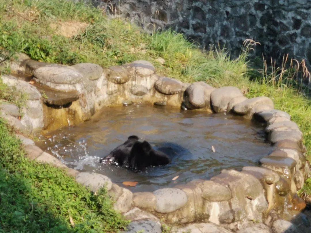 在四川_小時_熊貓基地_九寨溝