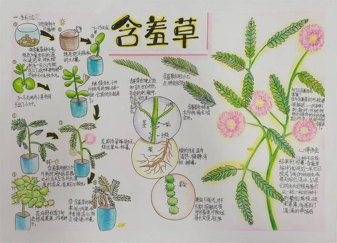 展播| "美丽中国,我是行动者"2022年青少年自然笔记征集活动优秀作品