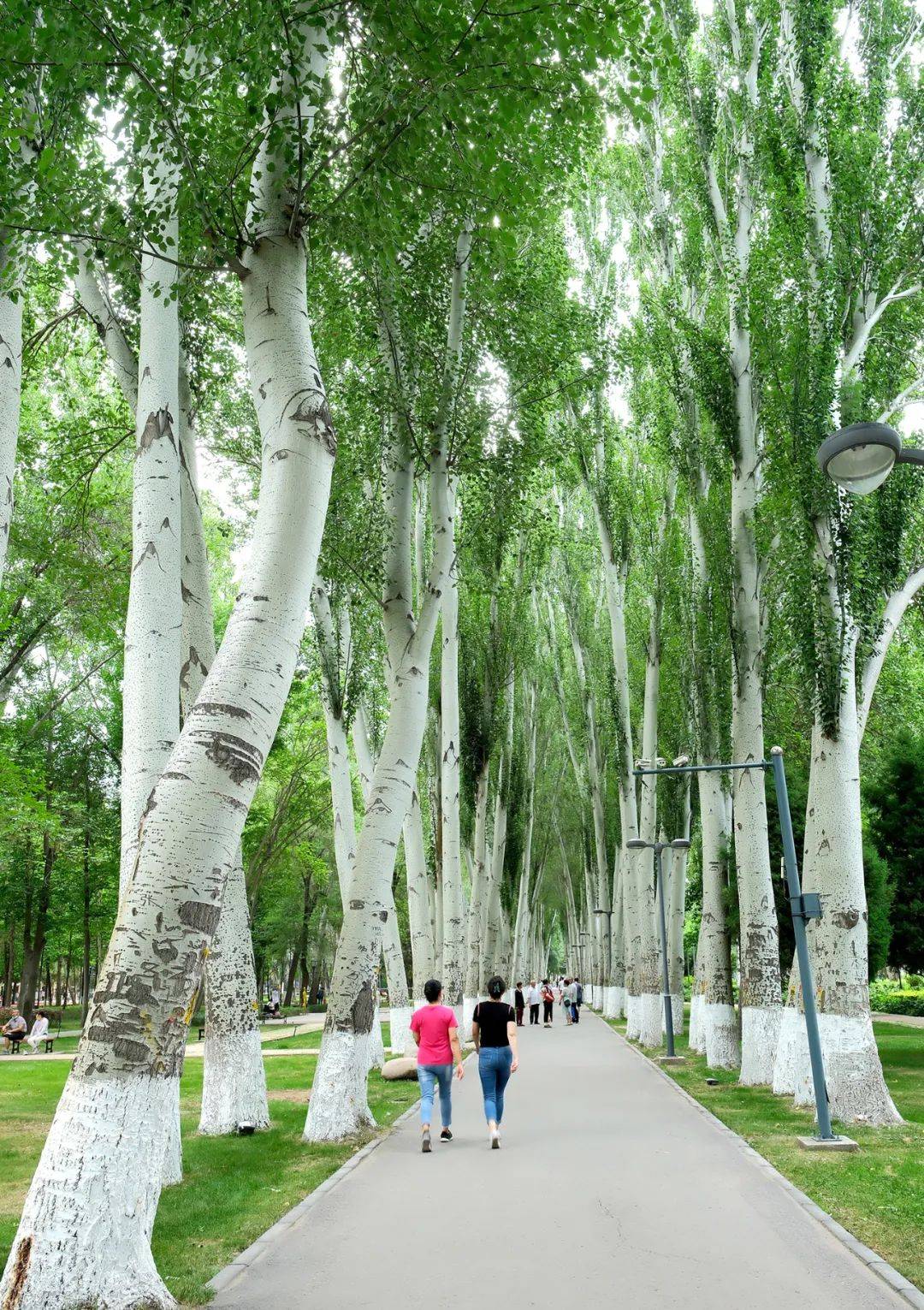 伊宁市西公园的白杨树.