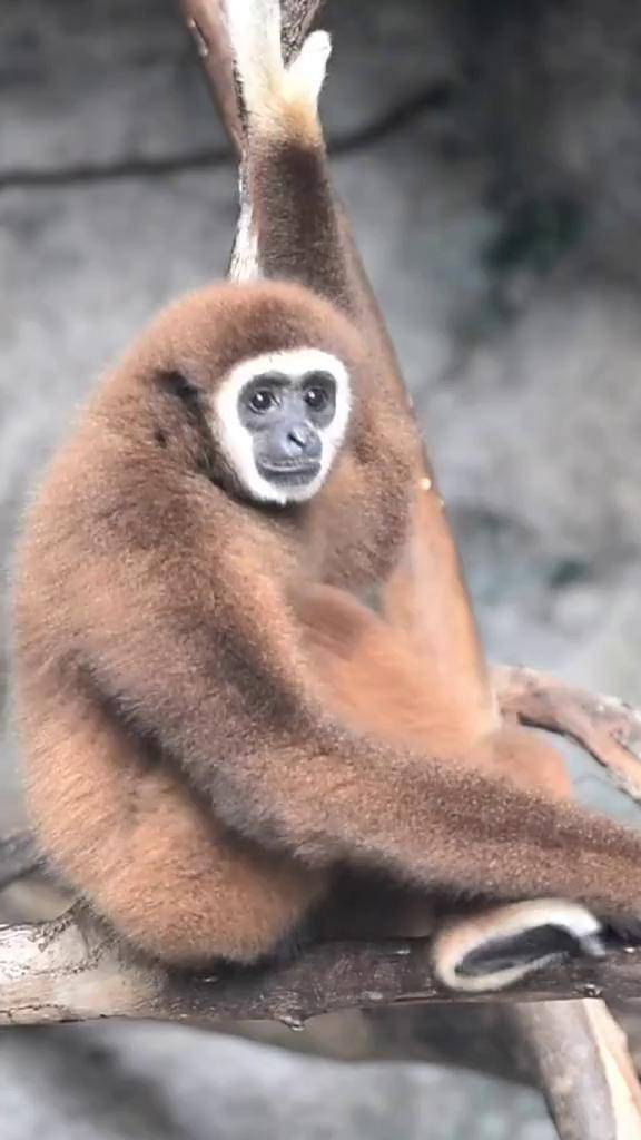 这是传说中的白面猴吗神奇动物在抖音 奇妙的动物