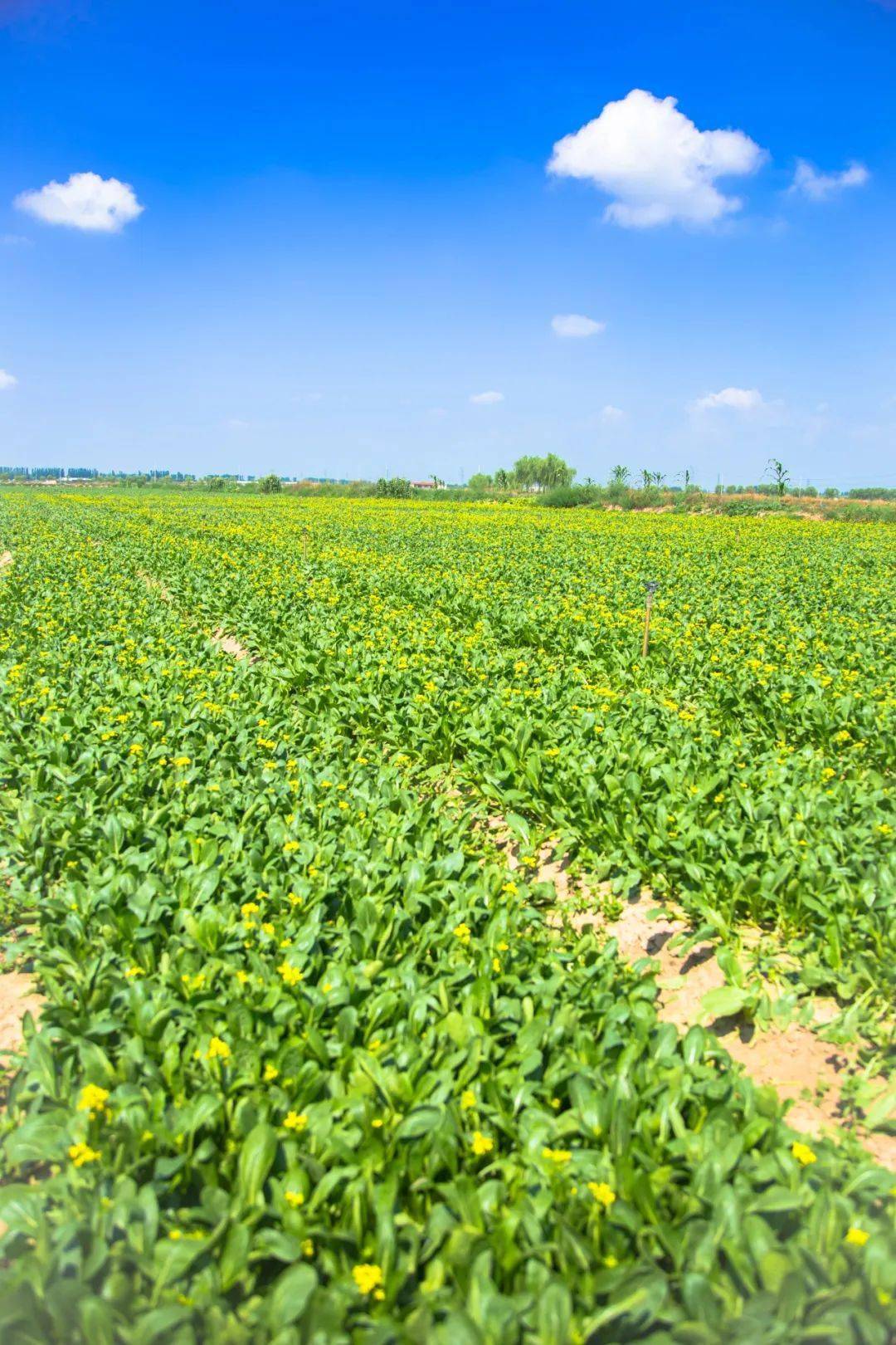 宁夏蔬菜"走俏"全国,有何秘诀?_菜心_市场_产品