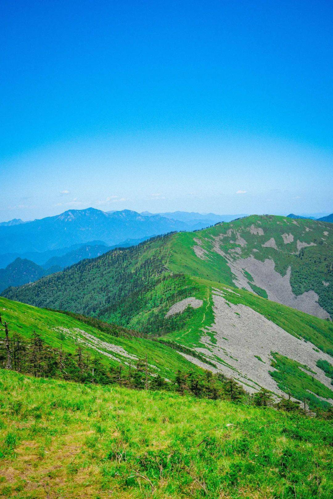 探秘秦岭腹地原始森林,观大美高山草甸,赏醉美杜鹃花海!