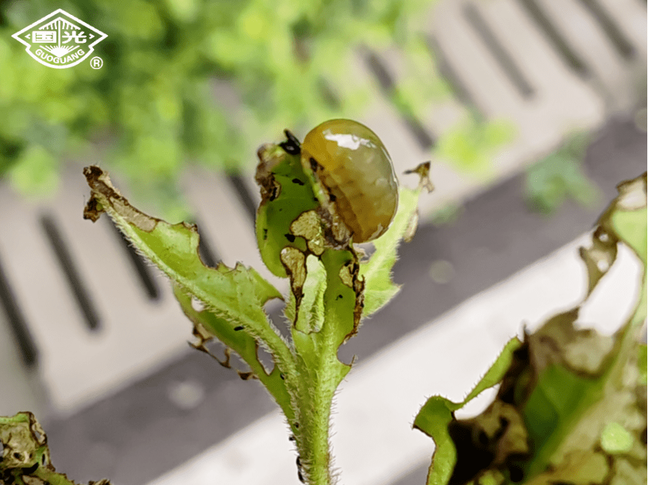 菱角萤叶甲幼虫图片图片