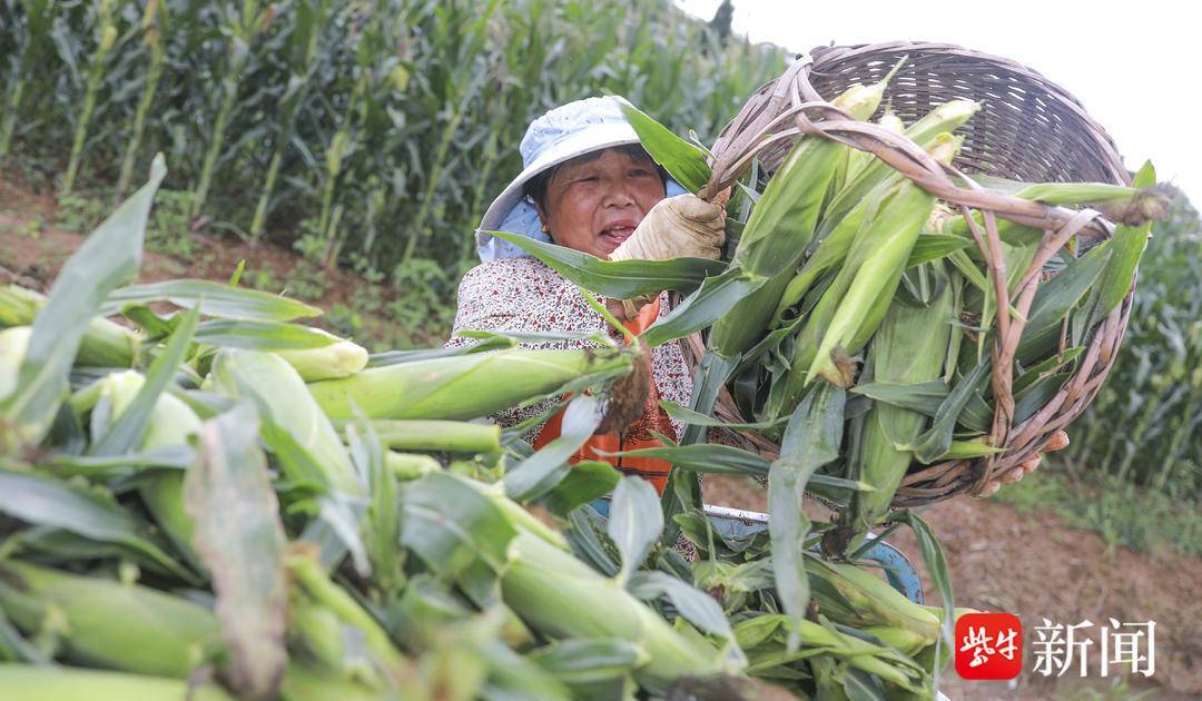 一年种两季,可当水果吃,这里的"牛奶玉米"新鲜上市了_种植_新品种