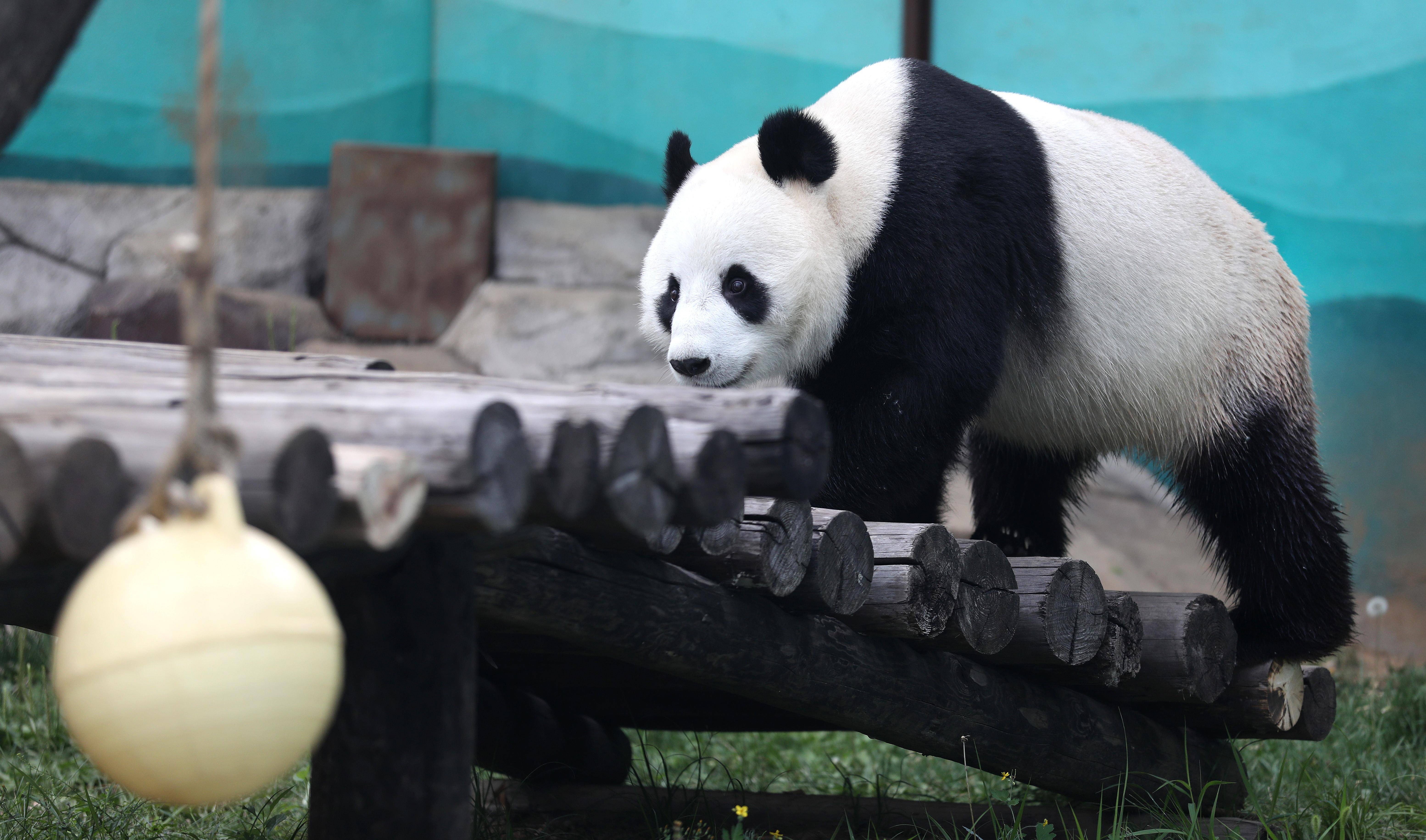 鞍山动物园熊猫馆门票图片